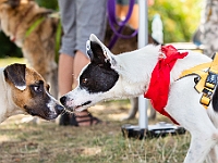 Adoptuj Warszawiaka  Wydarzenie promujące adopcję zwierząt. Organizator: Schronisko dla Bezdomnych Zwierząt "Na Paluchu". 18 sierpnia 2019, Park Raszyński w Raszynie. : park raszyński, adoptuj warszawiaka, na paluchu, schronisko dla zwierząt, centrum warszawy, raszyn